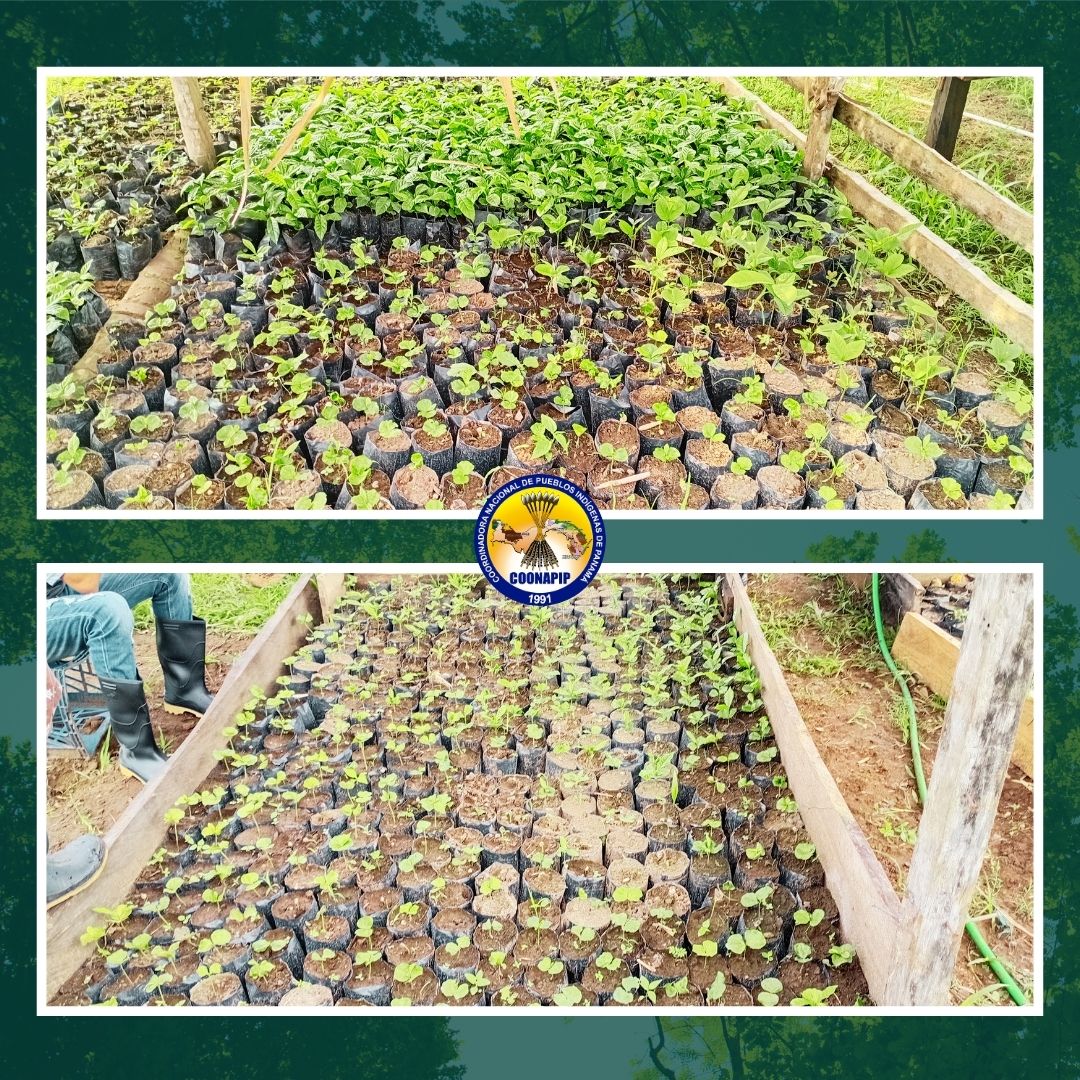 Fase práctica en el vivero